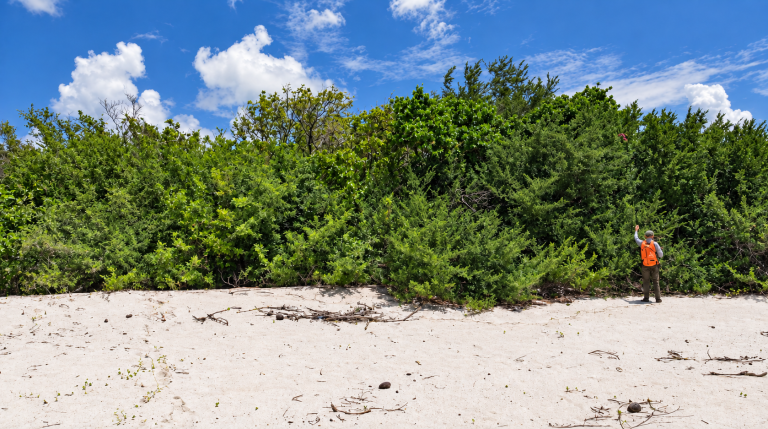 A person in an orange vest stands on white sand near dense green shrubbery under a blue sky with clouds.