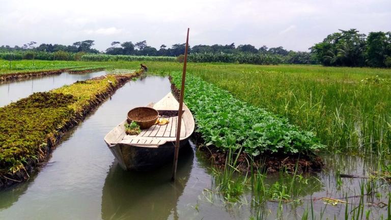 A wooden boat floating in a narrow channel between raised garden beds in a field.