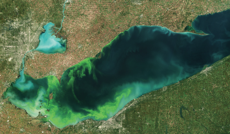 Harmful algal bloom