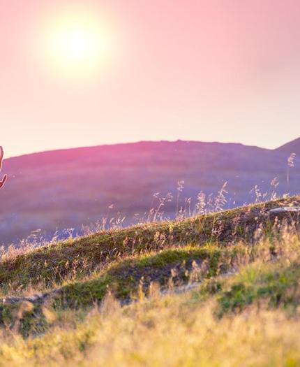 A reindeer with large antlers stands on a grassy hill at sunset, with rolling hills and a colorful sky in the background.