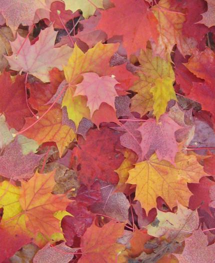 A dense layer of colorful autumn maple leaves in shades of red, orange, and yellow covers the ground.