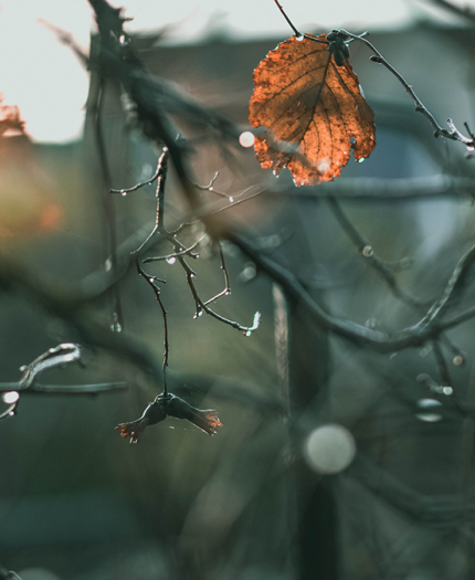 Dried leaves hanging on bare branches with droplets of water, blurred background.