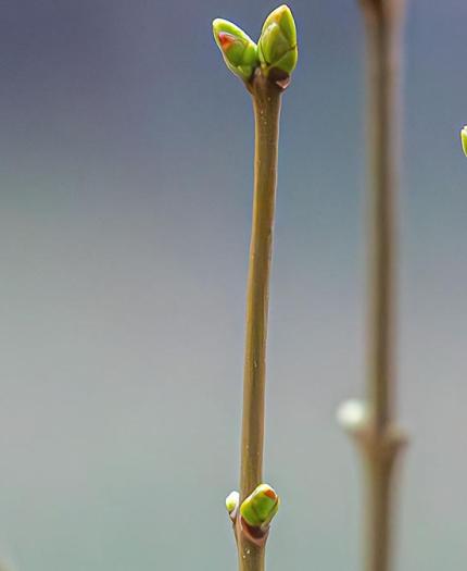 Close-up of several brown branches with small green buds beginning to sprout in a blurred background.