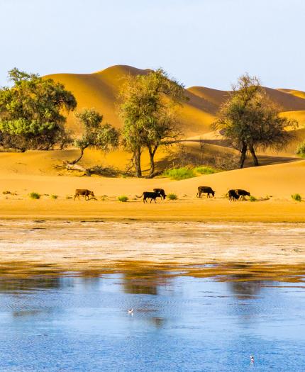 Camels walking near trees beside a reflective water body, with sand dunes in the background.