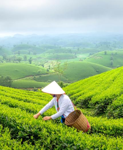 A person wearing a conical hat picks tea leaves on a lush green tea plantation with rolling hills in the background under a cloudy sky.