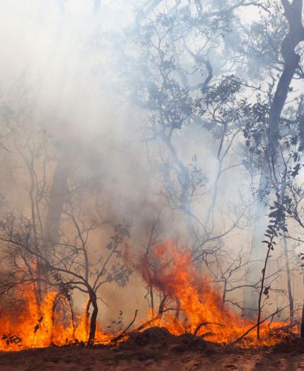 Wildfire burns through a forested area, with flames and thick smoke rising among trees and dry vegetation.