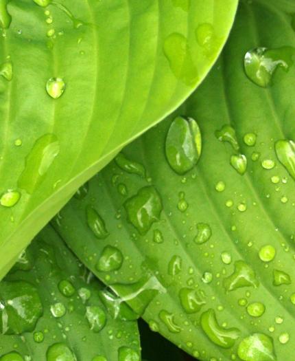 Close-up of green leaves with visible veins, covered in fresh water droplets.
