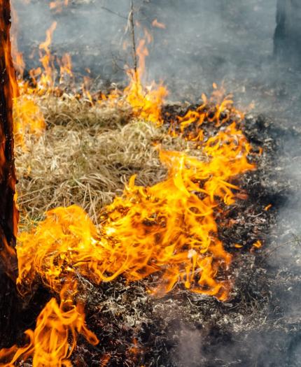 A wildfire burns dry grass and the base of a tree, producing orange flames and smoke.