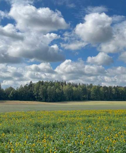 A field of sunflowers stretches toward a distant tree line under a blue sky filled with scattered clouds.