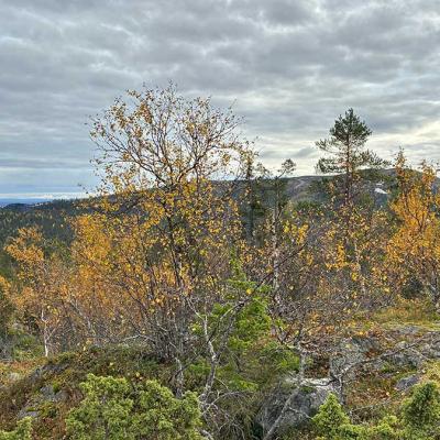 A rocky hillside covered with autumn trees showing yellow and orange leaves, with a cloudy sky and distant hills in the background.