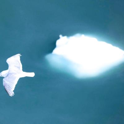 A seagull flies with wings spread above a blue-green body of water, with a small iceberg visible in the background.