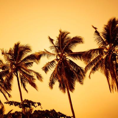 Silhouettes of tall palm trees with fronds against an orange sunset sky.