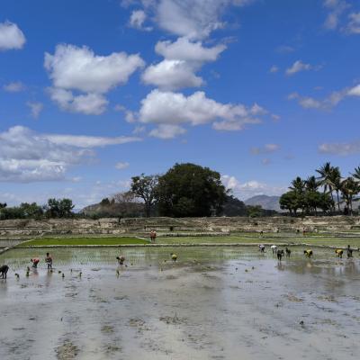 People working in a flooded rice paddy under a blue sky with scattered clouds.