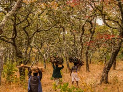 Three people walk through a dry forest carrying bundles of firewood on their heads along a dirt path surrounded by trees with sparse, reddish leaves.