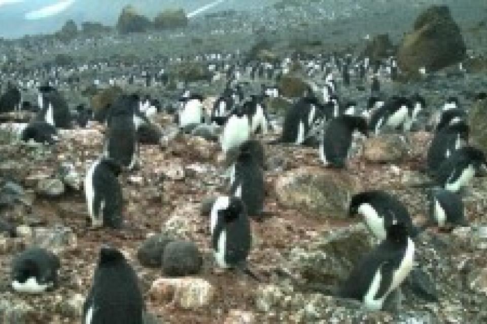 A large group of penguins on a rocky, barren landscape, with some boulders scattered around.